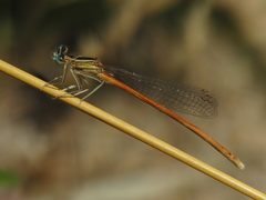 Platycnemis acutipennis