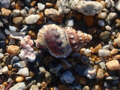 Ranella australasia