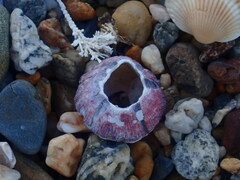 Megabalanus coccopoma