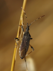 Dicranocephalus albipes