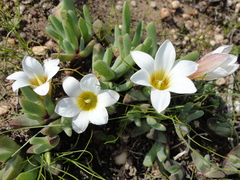 Romulea flava