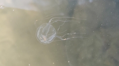 Tripedalia cystophora