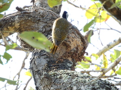 Chloropicus namaquus