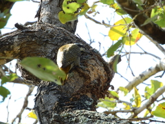 Chloropicus namaquus