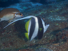 Heniochus acuminatus