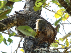 Chloropicus namaquus