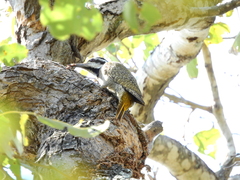 Chloropicus namaquus