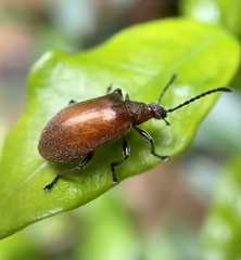 Lagriinae