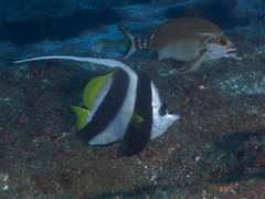 Heniochus acuminatus