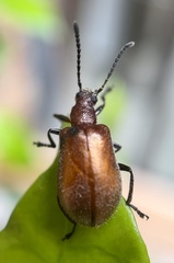 Lagriinae