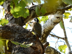 Chloropicus namaquus