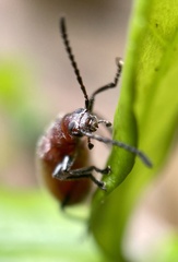 Lagriinae