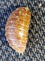 Leptotrichus panzerii