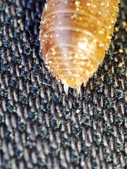 Leptotrichus panzerii