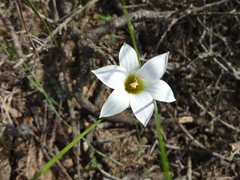 Romulea flava