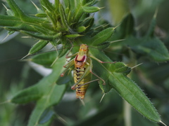 Poecilimon scythicus