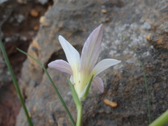 Romulea flava