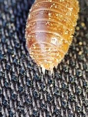 Leptotrichus panzerii