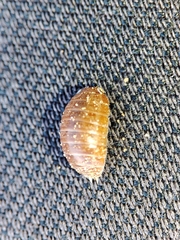 Leptotrichus panzerii