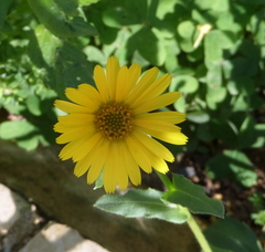 Calendula suffruticosa