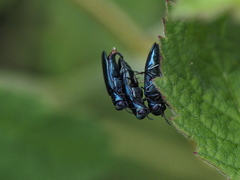 Agrilini
