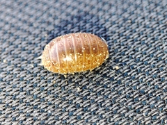 Leptotrichus panzerii