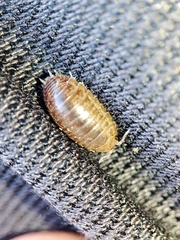 Leptotrichus panzerii