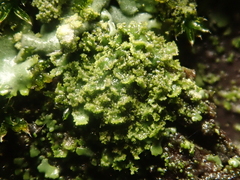 Phaeophyscia nigricans