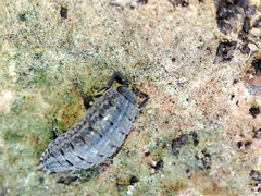 Porcellionides sexfasciatus
