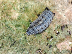 Porcellionides sexfasciatus