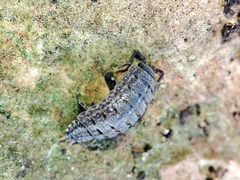 Porcellionides sexfasciatus