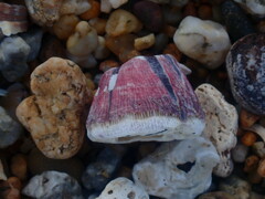 Megabalanus coccopoma