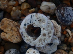 Megabalanus coccopoma