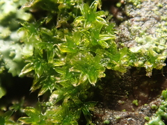 Orthotrichum diaphanum
