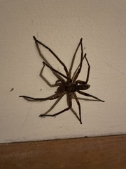 Heteropoda jugulans