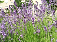 Lavandula angustifolia