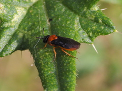 Sterictiphora angelicae