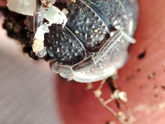 Porcellio hoffmannseggii