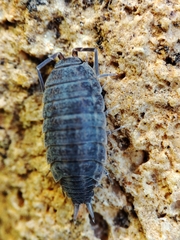 Porcellionides sexfasciatus