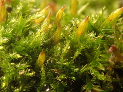 Orthotrichum anomalum