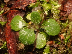 Arabidopsis thaliana