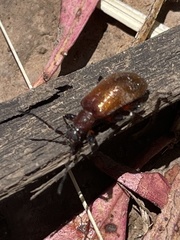 Ecnolagria rufescens