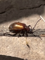 Ecnolagria rufescens