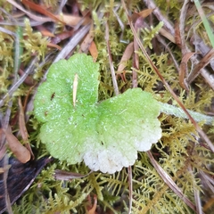 Hydrocotyle hirta