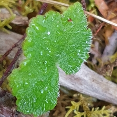 Hydrocotyle hirta