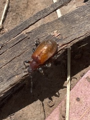 Ecnolagria rufescens