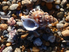 Ranella australasia