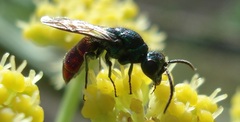 Chrysis ignita