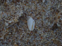 Austroginella translucida