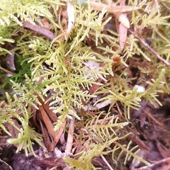Thuidiopsis sparsa